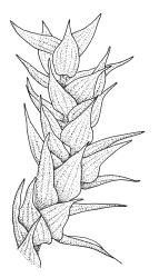 Rhytidiadelphus triquetrus, portion of stem. Drawn from J. Espie 60.015, CHR 513545.
 Image: R.C. Wagstaff © Landcare Research 2014 